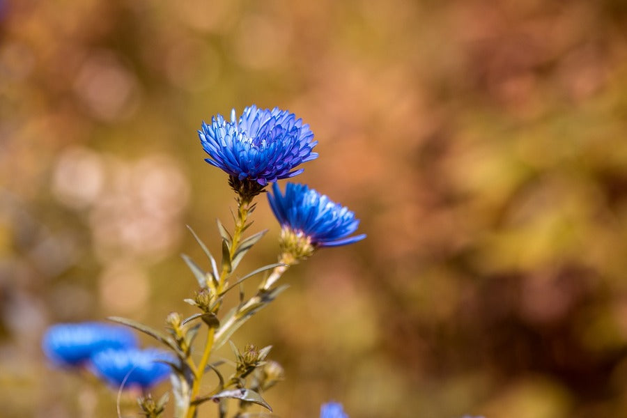 Blue Asters Flowers Closeup Photograph Print 100% Australian Made