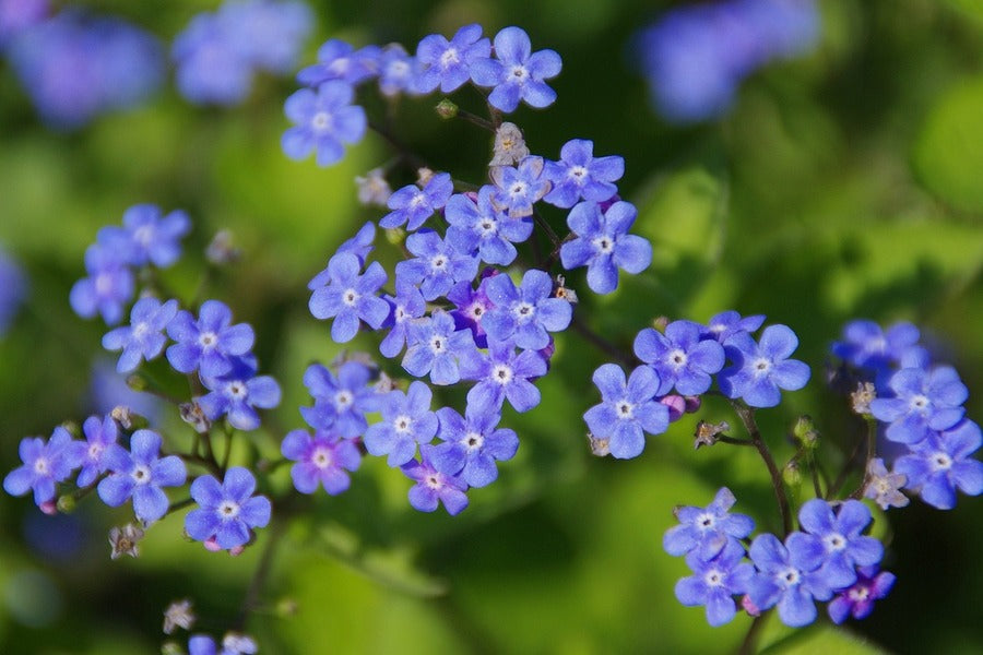Blue Cerato Flowers Closeup Photograph Print 100% Australian Made