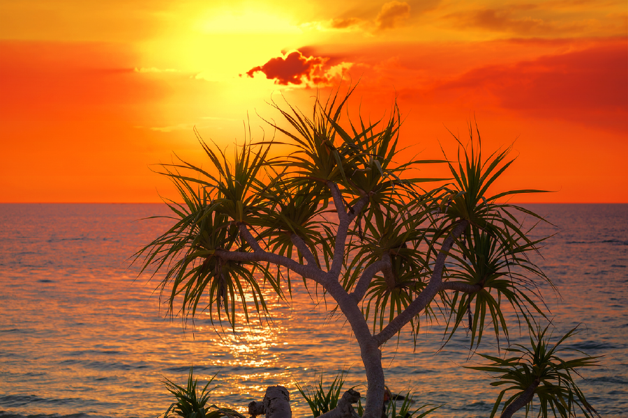 Trees & Sea Sunset Sky Scenery View Print 100% Australian Made