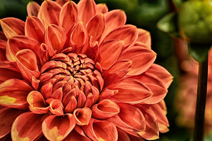 Orange Dahlia Flower Closeup Photograph Print 100% Australian Made