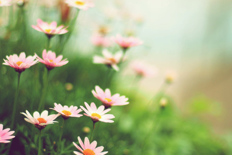 Pink Daisy Flowers Plants View Photograph Print 100% Australian Made