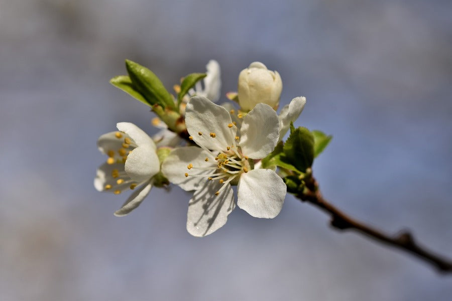 White Plum blossom Flower Closeup Photograph Print 100% Australian Made