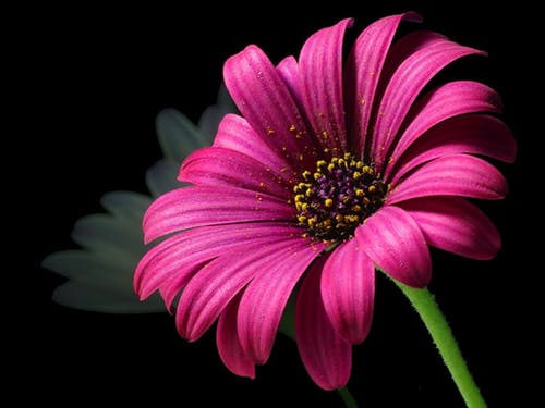 Bright Pink Flower Closeup Photograph Print 100% Australian Made