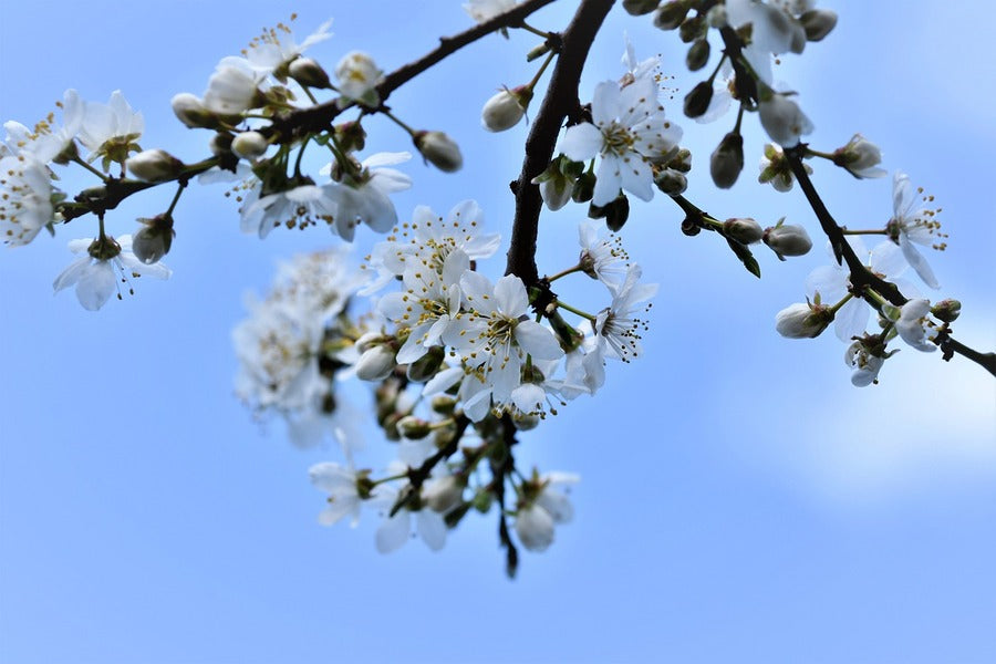 White Plum blossom Flowers & Buds Photograph Print 100% Australian Made