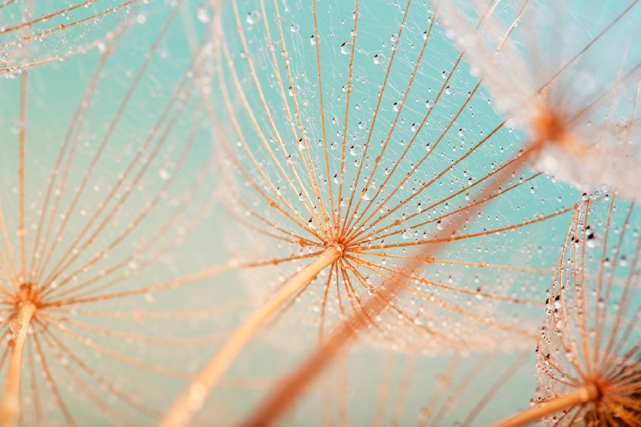 Dandelion Seed with Water Drops Photograph Print 100% Australian Made