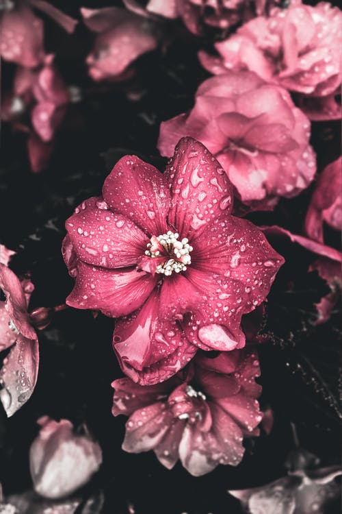 Pink Flower Closeup Photograph Print 100% Australian Made