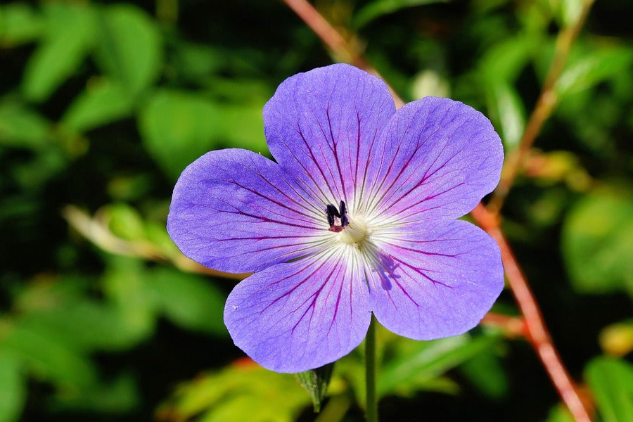 Purple Blossom Flower Closeup Photograph Print 100% Australian Made