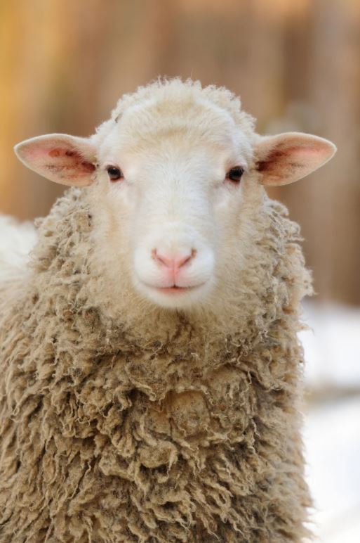 Sheep Face Portrait Photograph Home Decor Premium Quality Poster Print Choose Your Sizes