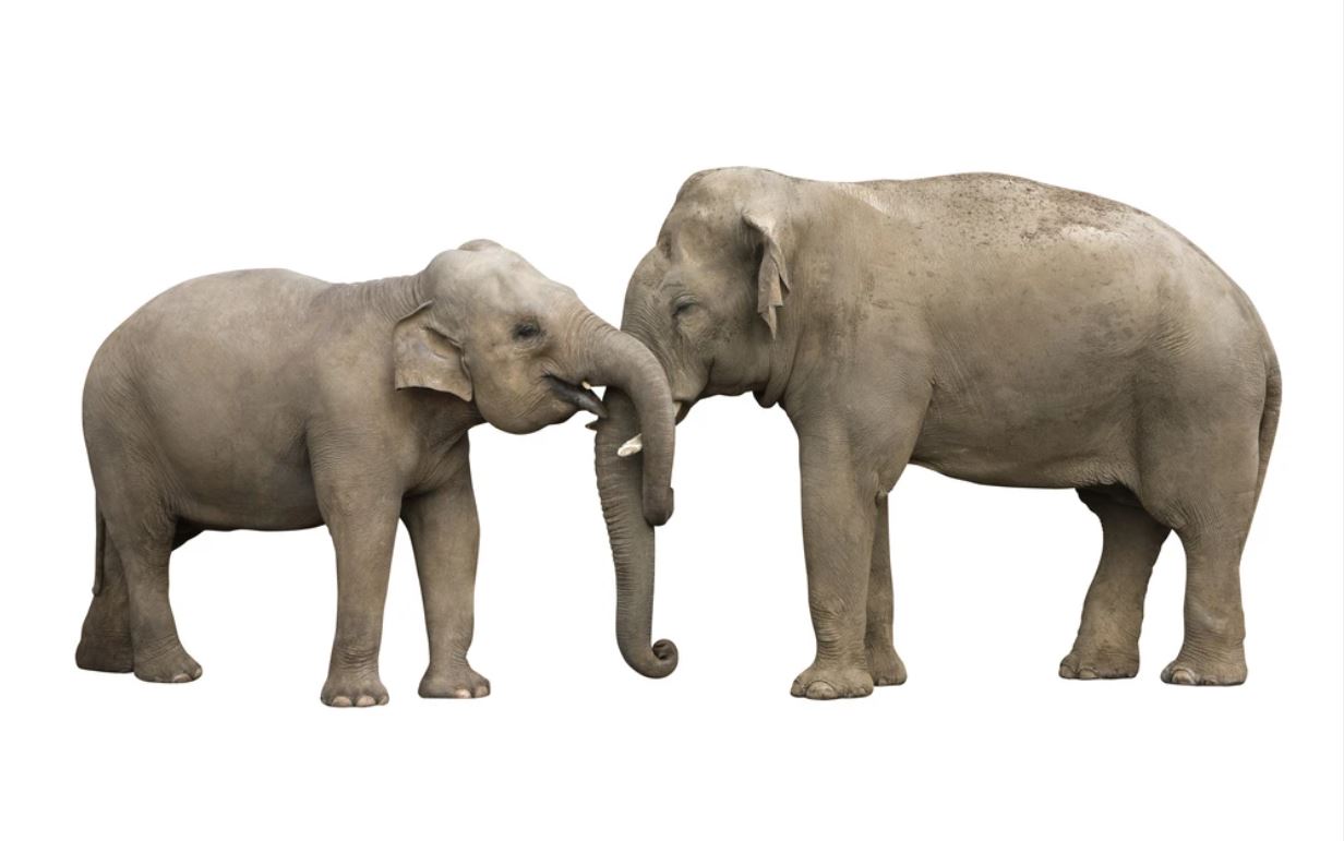Elephants Pair Photograph Home Decor Premium Quality Poster Print Choose Your Sizes