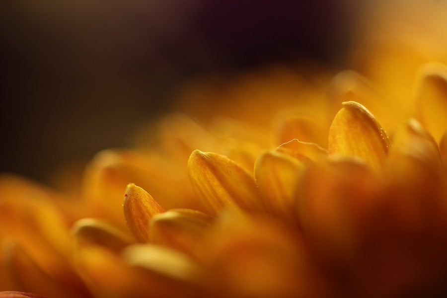 Orange Gerbera Flower Petals Closeup Photograph Print 100% Australian Made