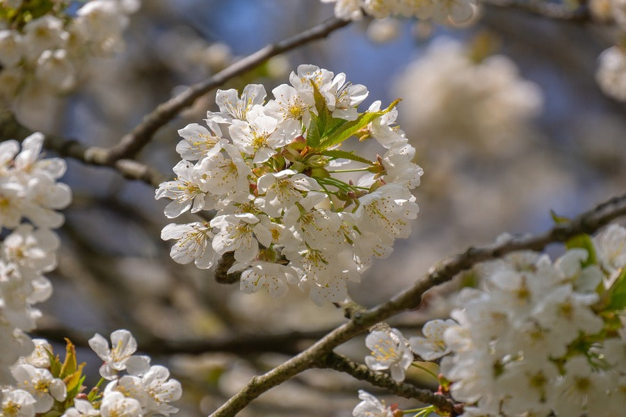 White Cherry Blossom Flowers with Leaves Photograph Print 100% Australian Made