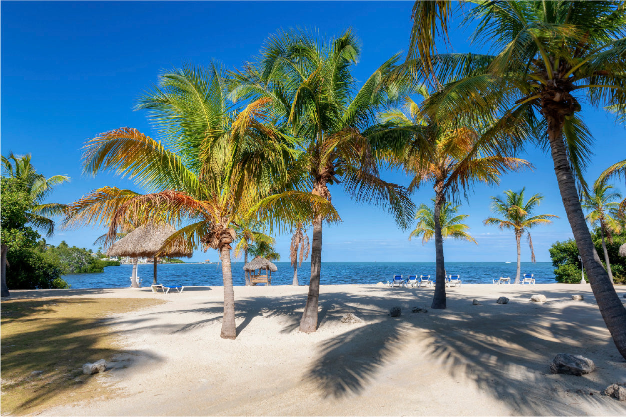 Bella Home Palm Trees Near The Beach Print Canvas Ready to hang