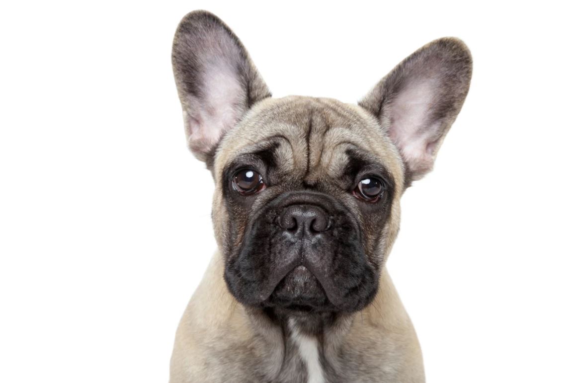 Cute Dog Portrait Photograph Home Decor Premium Quality Poster Print Choose Your Sizes