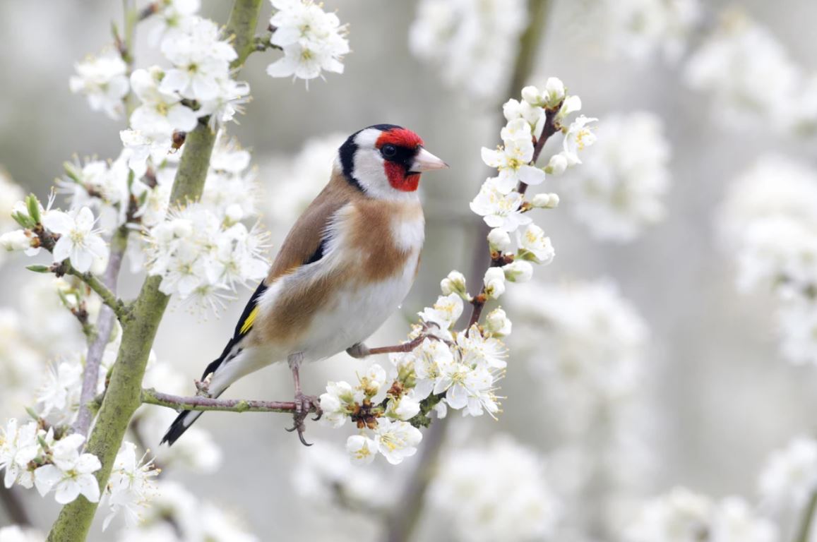 Bird on Flower Tree Photograph Home Decor Premium Quality Poster Print Choose Your Sizes
