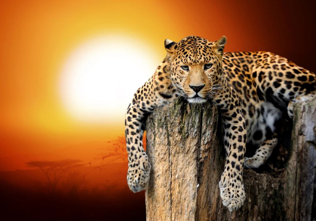 Leopard on a Cliff Photograph Home Decor Premium Quality Poster Print Choose Your Sizes
