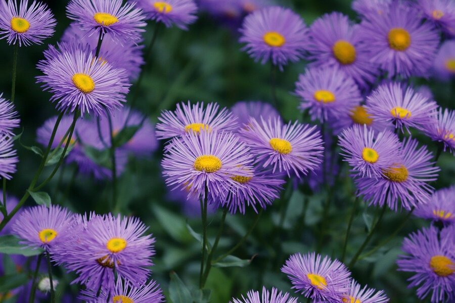 Purple Asters Flowers Closeup Photograph Print 100% Australian Made