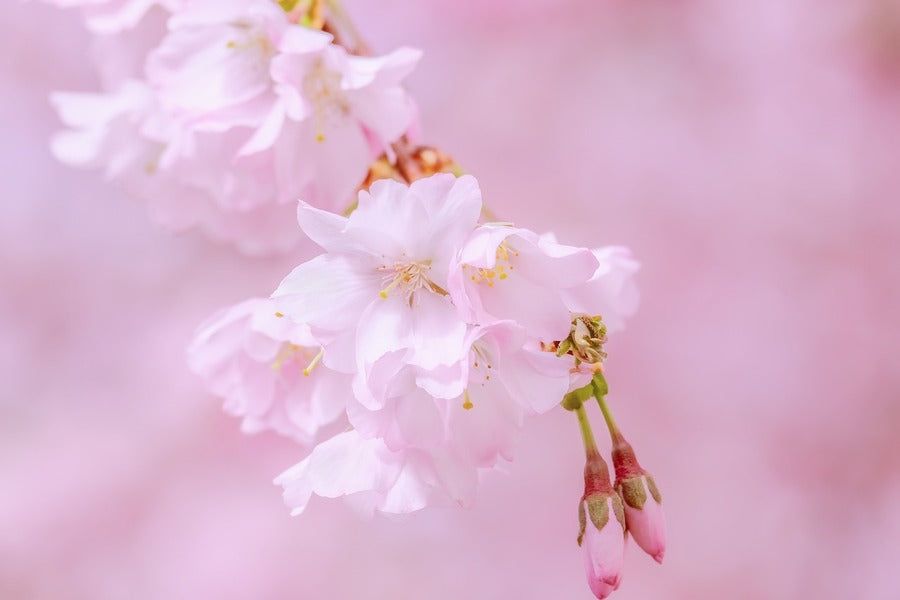 Pink Blossom Flowers Closeup Photograph Print 100% Australian Made