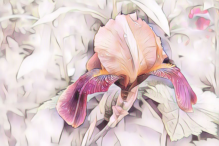 Pink Color Flower Abstract Design Print 100% Australian Made