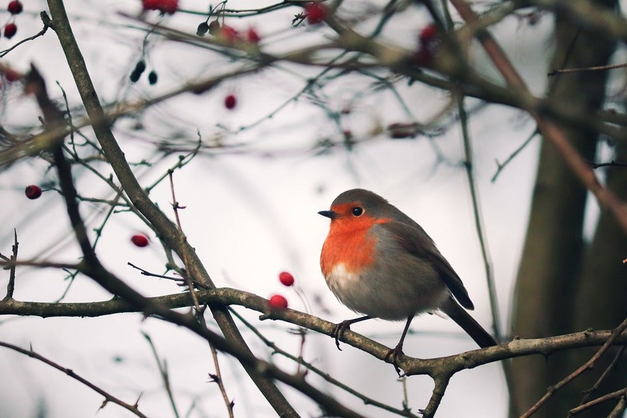 Red Chest Bird on Tree Photograph Print 100% Australian Made