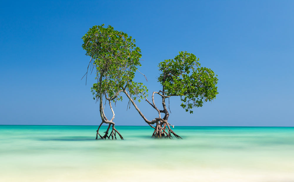 Wallpaper Murals Peel and Stick Removable Tree in Beach Scenery High Quality