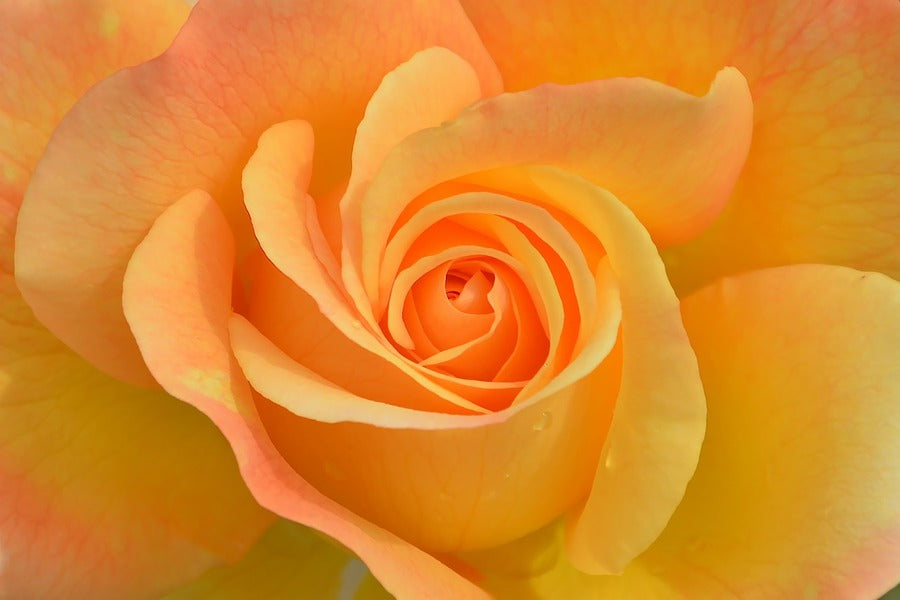 Orange Rose Flower Closeup Photograph Print 100% Australian Made