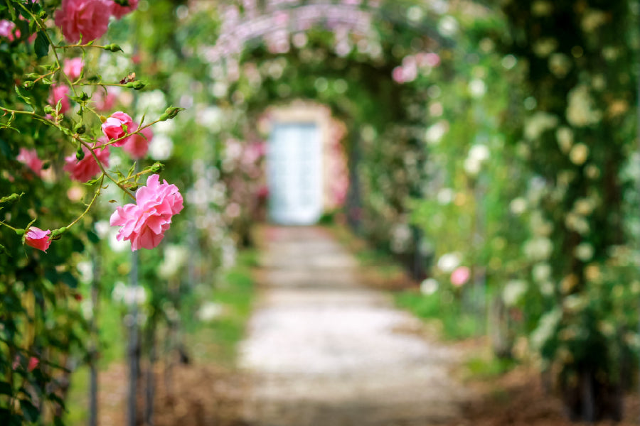 Rose Flower Garden Photograph Print 100% Australian Made