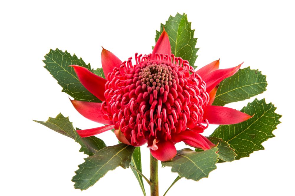 Red Flower Closeup Photograph Home Decor Premium Quality Poster Print Choose Your Sizes