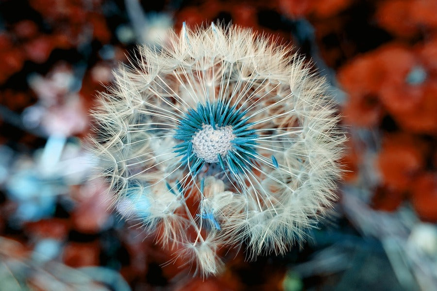 Dandelion Plant Close Up Macro Photograph Print 100% Australian Made