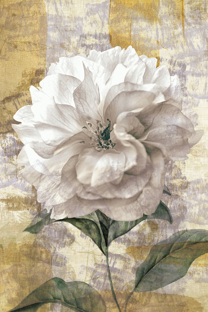 White Peony Flowers Watercolor Painting Print 100% Australian Made