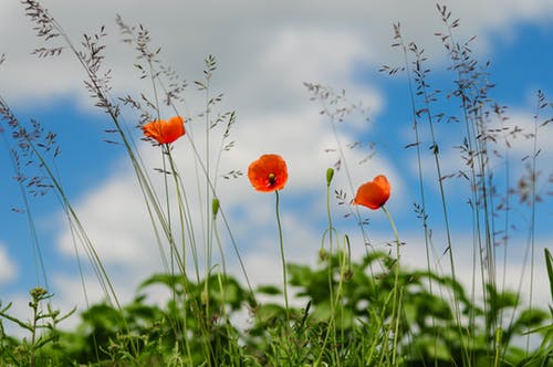 Orange Flowers Photograph Print 100% Australian Made