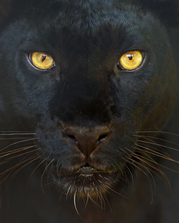 Panther Portrait Photograph Home Decor Premium Quality Poster Print Choose Your Sizes