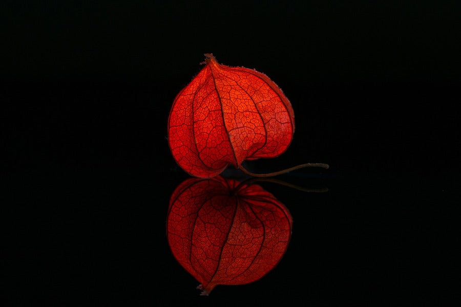 Red Lampion Flower Bud Photograph Print 100% Australian Made