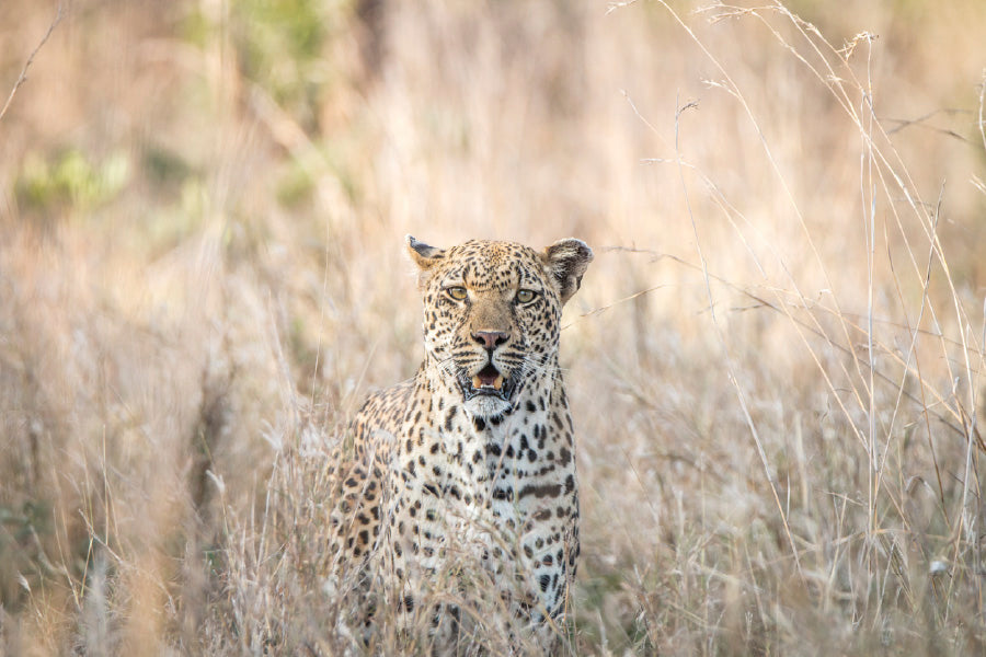Leopard Blending in Kruger Park View Photograph Print 100% Australian Made
