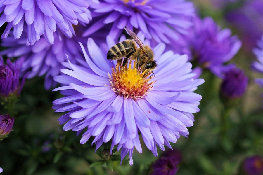 Bee on Purple Asters Flower Closeup Photograph Print 100% Australian Made