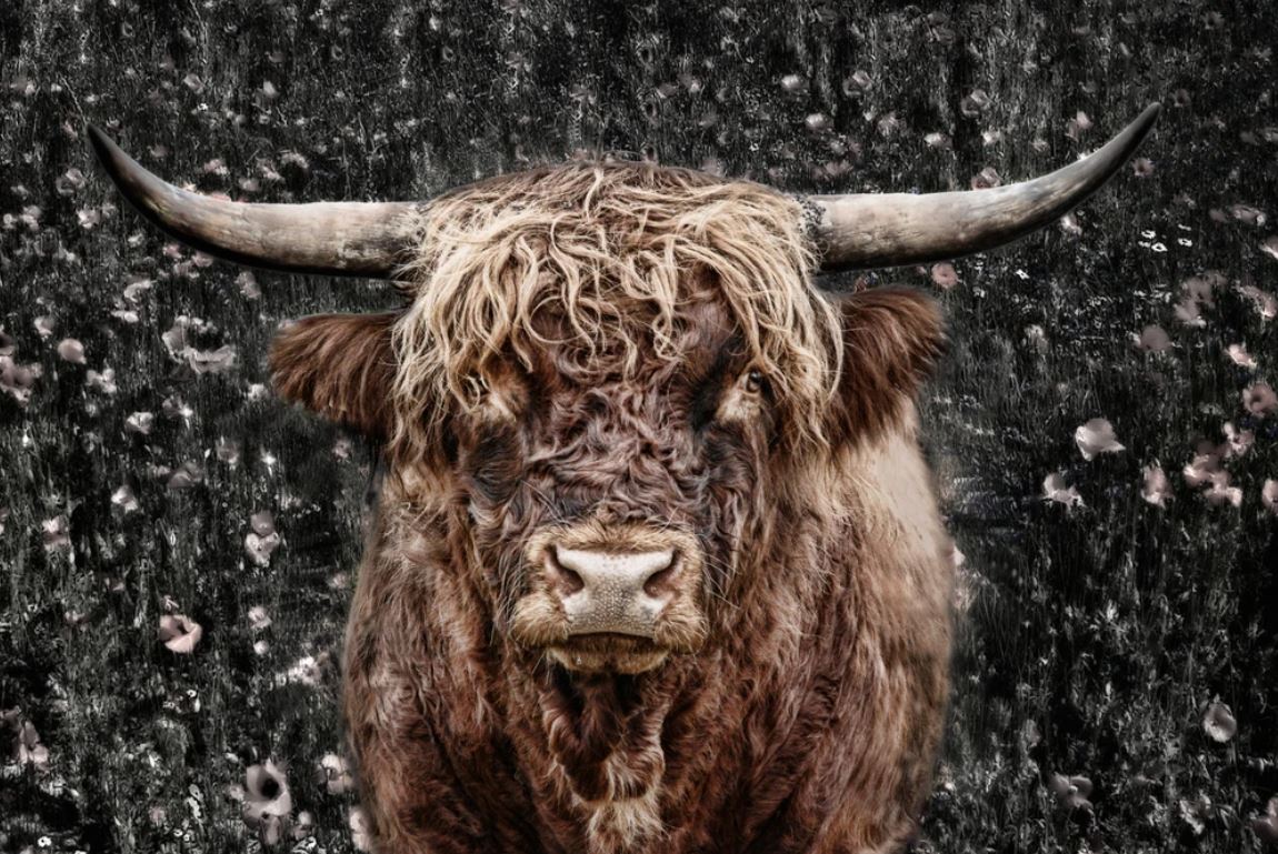 Highland Cow Portrait Photograph Home Decor Premium Quality Poster Print Choose Your Sizes