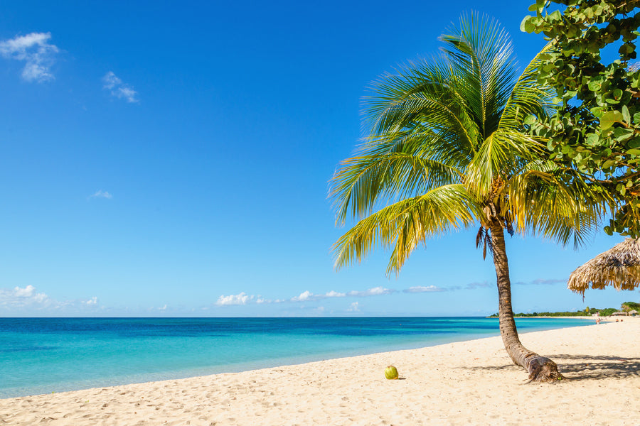Caribbean Island Sea & Palm Tree View Photograph Home Decor Premium Quality Poster Print Choose Your Sizes