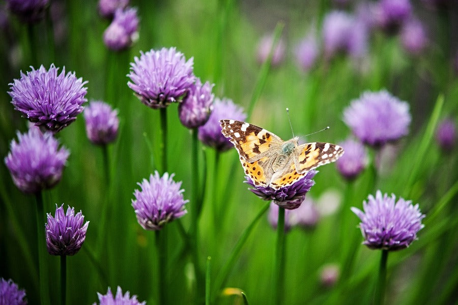 Butterfly on Alium Schoenoprasum Flowers Field Photograph Print 100% Australian Made