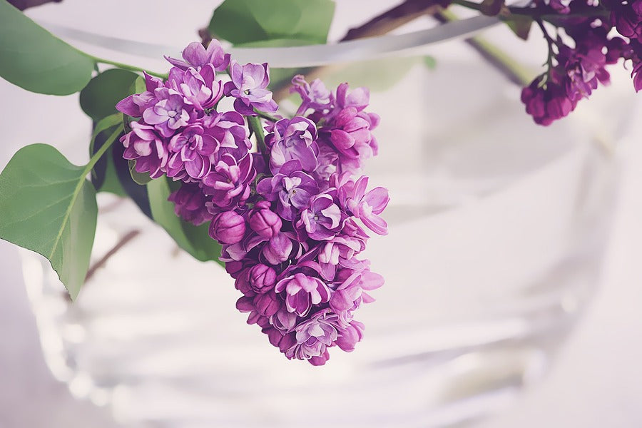 Purple Lilac Flowers Photograph Print 100% Australian Made