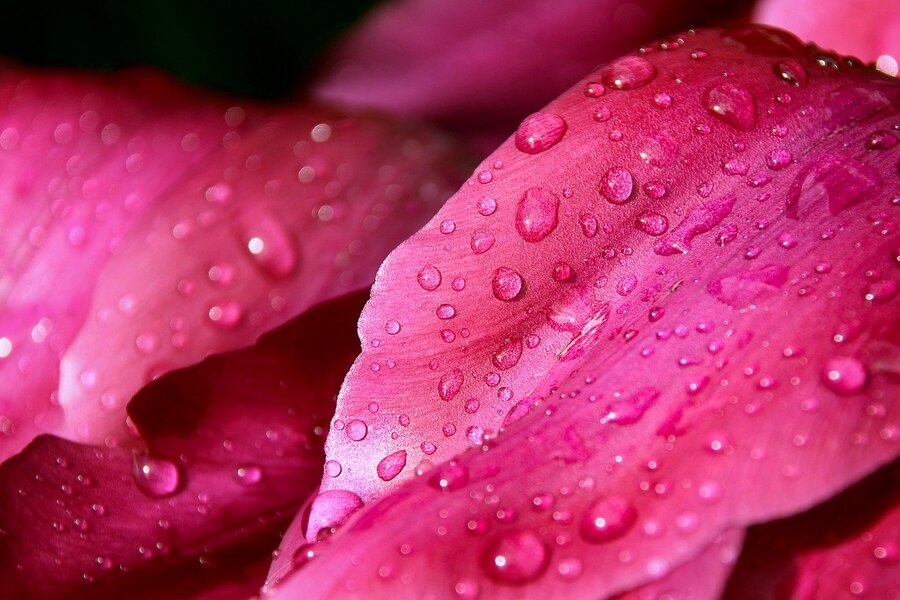 Pink Flower Petals with Water Drops Photograph Print 100% Australian Made