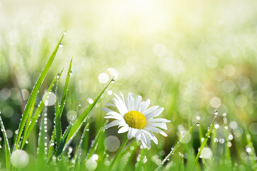 White Daisy Flower with Leaves Photograph Print 100% Australian Made