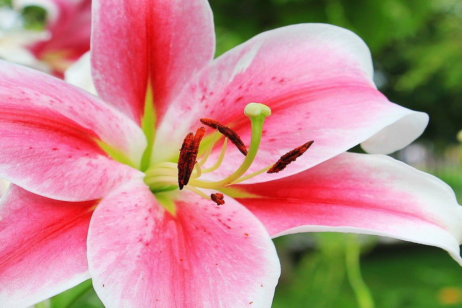 Pink White Lily Flower Closeup Photograph Print 100% Australian Made