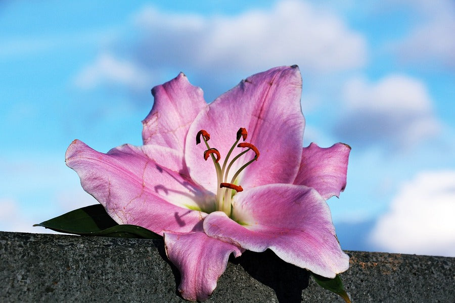 Pink Lily Flower Under Blue Sky Photograph Print 100% Australian Made