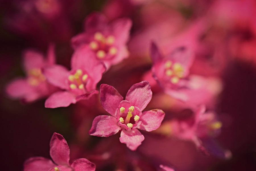 Red Blossom Flower Closeup Photograph Print 100% Australian Made
