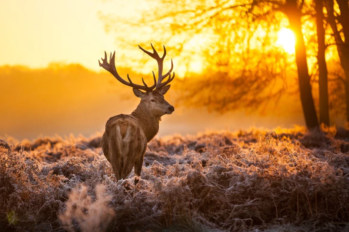 Deer in Flower Field at Sunset Photograph Home Decor Premium Quality Poster Print Choose Your Sizes