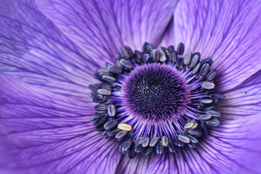 Purple Daisy Flower Macro Photograph Print 100% Australian Made