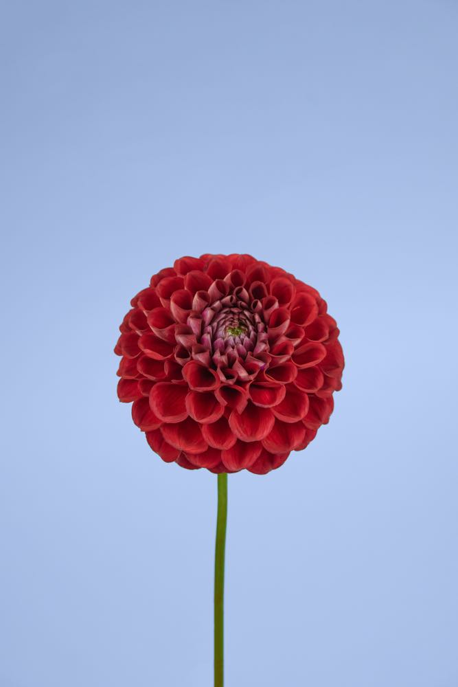 Red Large Round Chrysanthemum Flower Closeup Photograph Print 100% Australian Made