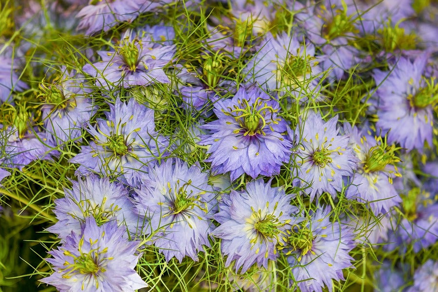 Purple Mist Flowers Photograph Print 100% Australian Made