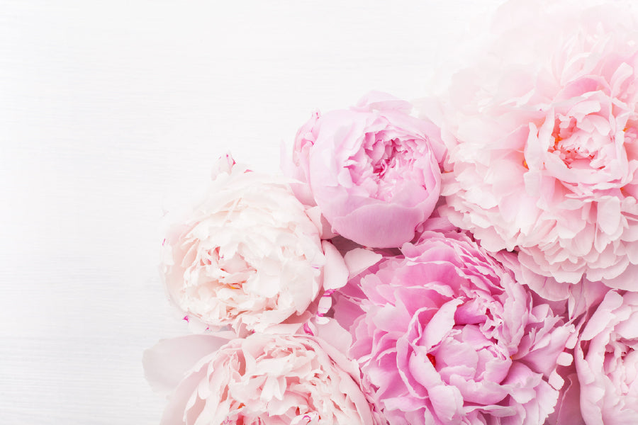Pink Peony Flowers Closeup View Photograph Print 100% Australian Made