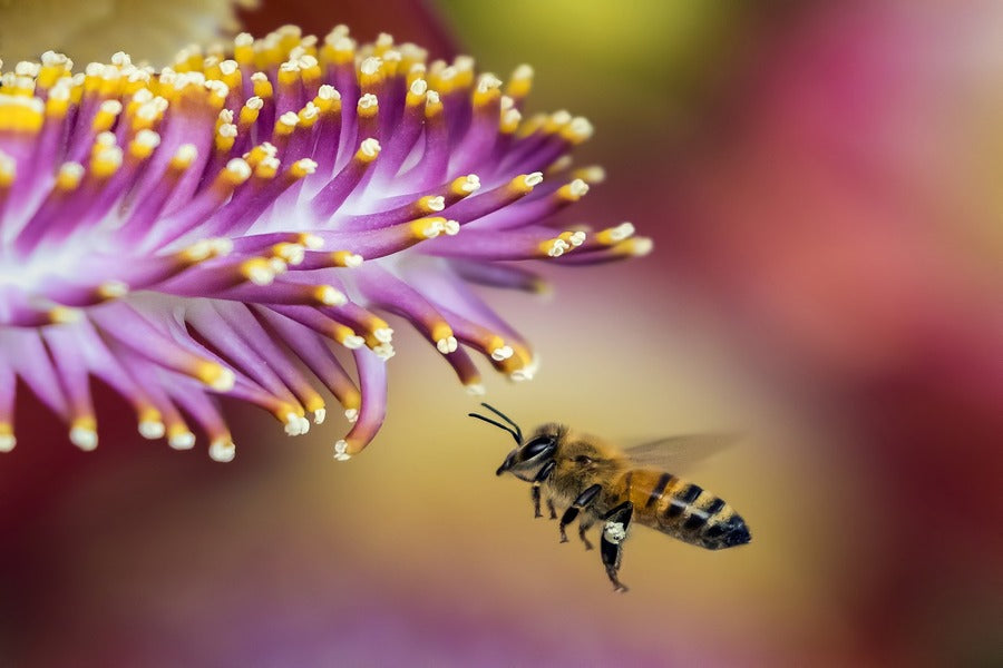 Bee On Flower Closeup Photograph Print 100% Australian Made