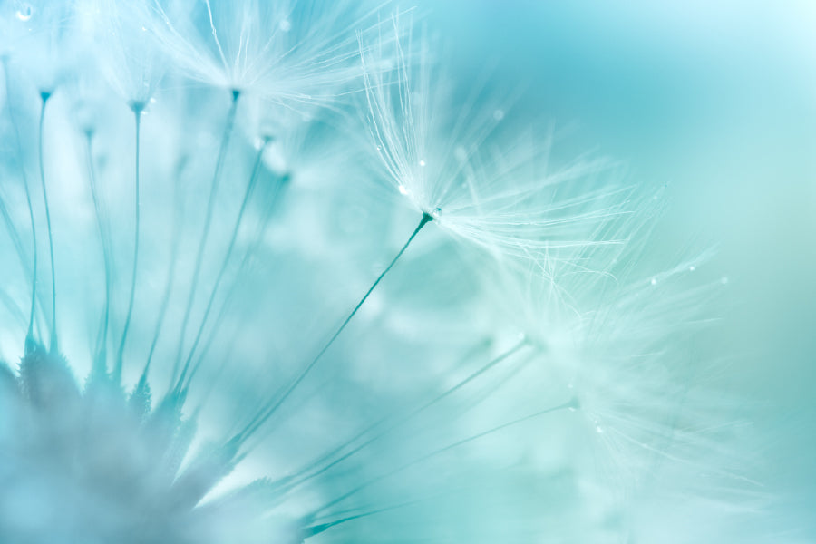 Dandelion Closeup View Photograph Print 100% Australian Made